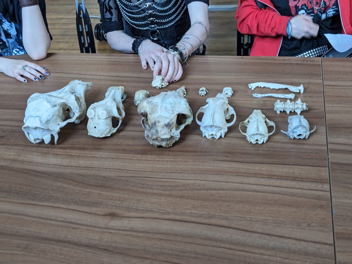Animal skulls laid out on a table during a group activity